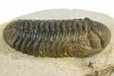 Detailed Austerops Trilobite - Nice Eye Facets #312775-9